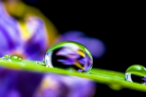 水滴 叶草 水珠 4K壁纸