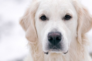金毛寻回犬 狗 白色 宠物 4k壁纸 3840x2160