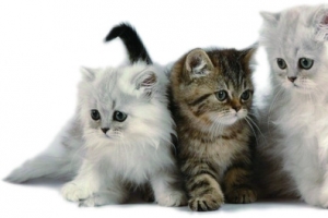 时尚小猫宠物温馨