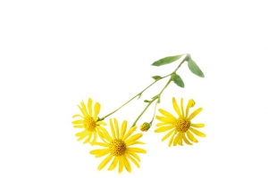 北美山金车花