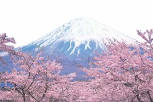 富士山和樱花