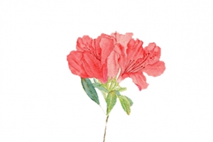 手绘水彩插画母亲节花朵粉色康乃
