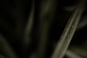 草 露水 宏 植物 4k壁纸 3840x2160
