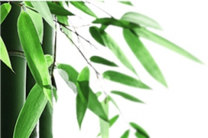 绿色清爽竹叶中式