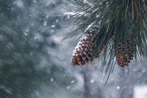 冬季  雪松  植物
