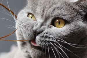 猫 有趣 酷 灰色 宠物 4k壁纸 3840x2160