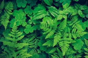 蕨类植物 三叶草 植物 绿色 4k壁纸 3840x2160