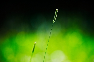 草,秸秆,绿色植物背景图片