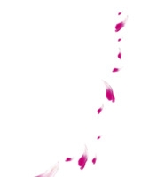 漂浮花瓣