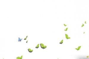 漂浮的树叶