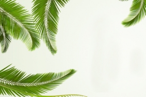 简约清新轮播海植物