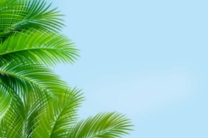 椰树背景