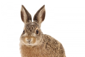 灰色小兔高清PNG透明图片-动植物动物设计素材免费下载