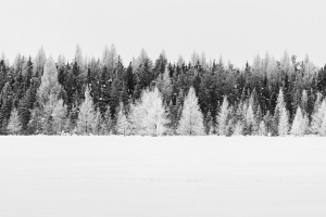 树木 雪 冬天 森林 风景 白色 4k壁纸 3840x2160