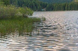 自然池塘水波纹背景