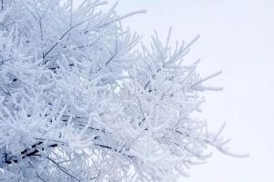 雾凇雪凇背景