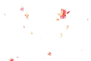 飞舞花瓣彩绘漂浮