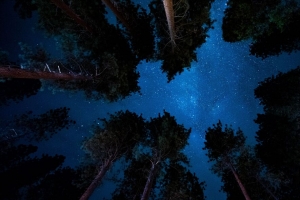 星空 夜晚 树木 星星 4k壁纸 3840x2160