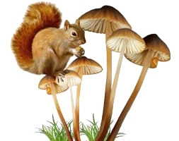 蘑菇松鼠核桃