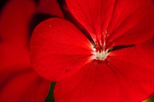 天竺葵 花 花瓣 红色 宏观 4k壁纸 3840x2160