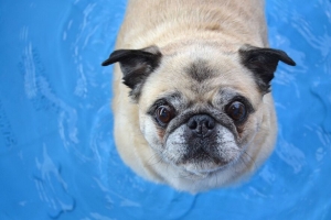  pug 狗 有趣 脸 4k壁纸 3840x2160