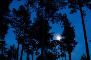 树 树枝 月亮 天空 夜间 4k壁纸 3840x2160