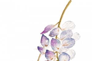 手绘紫藤花