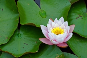 睡莲 花 叶 花瓣 开花 4k壁纸 3840x2160