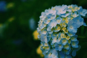 绣球花 特写 花瓣 光线 模糊 4k壁纸 3840x2160