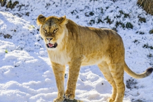 母狮 咧嘴笑 爪子 捕食者 大猫 雪地 4k壁纸 3840x2160