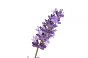 薰衣草