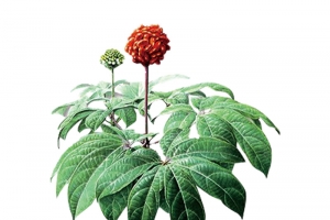 三七花透明素材