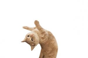 可爱卖萌练瑜伽的猫