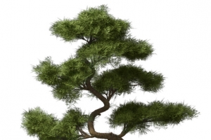 石头和松树盆栽