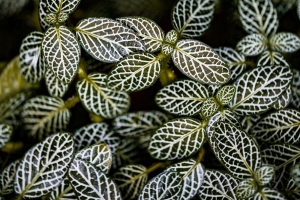  fittonia 植物 宏 树叶 4k壁纸 3840x2160