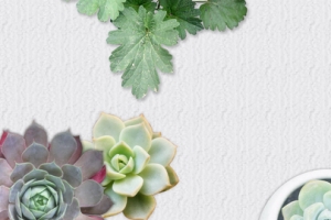 多肉绿植盆栽神奇的桌面宠物banner