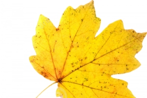 枫叶高清PNG透明漂浮叶子设计素材免费下载