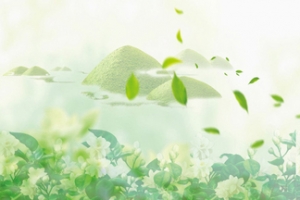茉莉花嫩绿色背景