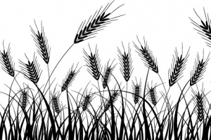 小麦矢量素材