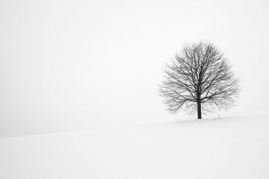 树 冬天 雪 极简主义 黑白 4k壁纸 3840x2160