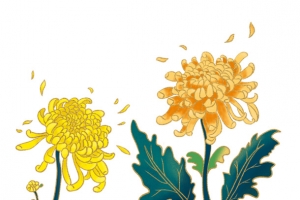 秋天海报，重阳节，菊花