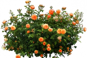 橘色花丛花园装饰高清PNG透明植物设计素材免费下载