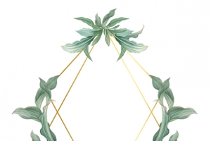 小清新树叶花朵菱形边框