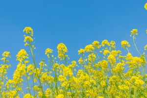 油菜花 蓝天 4K风景壁纸 3840x2400
