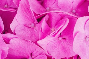 绣球花 粉红色 花序 花瓣 4k壁纸 3840x2160