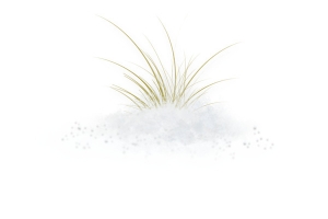 积雪草素材