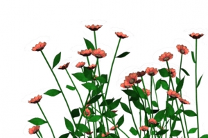 小花支