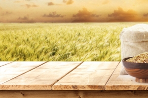 五谷杂粮电商温馨麦田banner