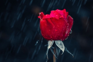 玫瑰 雨 滴 湿气 红色 4k壁纸 3840x2160