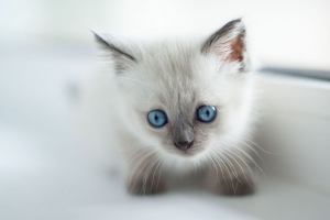 缅甸猫 小猫 可爱 宠物 浏览 4k壁纸 3840x2160
